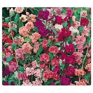 Clarkia Mountain Garland Blooms All Summer 500 Sd+free Seeds with Any 