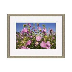  Musk Mallow Bay Of Fundy Canada Framed Giclee Print