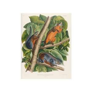 Red Bellied Squirrel by John James Audubon. size 11.5 inches width by 
