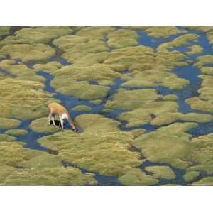 Vicuna Grazing on Moss at a Spring, Parque Nacional De Lauca, Chile 