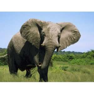  African Elephant Grazing, Chobe National Park Botswana 