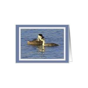  Clarks Grebe Pair & Chick   Blank Card Card Health 