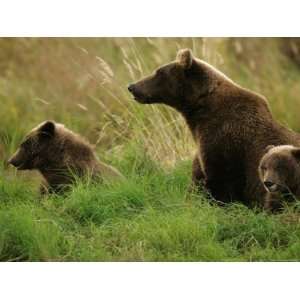 Mother Alaskan Brown Ear (Ursus Arctos) with Two Cubs in Grassy Field 