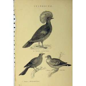  C1890 Columbidae Bird Stock Dove Pigeon Crowned Print 
