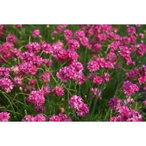   Bloodstone Sea Thrift Perennial   Armeria   NEW Patio, Lawn & Garden