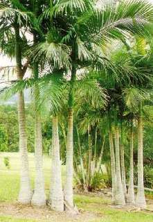 TRUE KING Palm FAST Growing LIVE AUSSIE Tree 5 Plants Archonphoenix 
