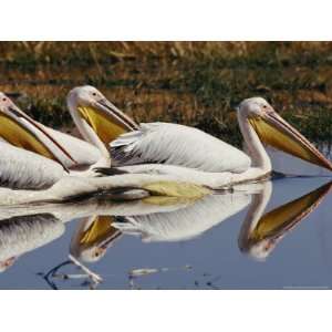 Three Eastern White Pelicans Rest Upon the Waters of a Lake National 