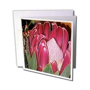 com Patricia Sanders Flowers   Tropical Pink Protea Flower  Hawaiian 