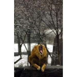  George The Lion The Bronx Zoo