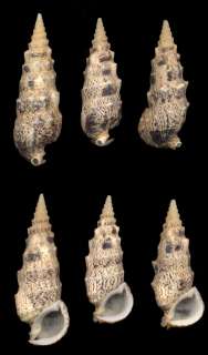 Bestshells Cerithium Aluco 58 69 mm Gem  