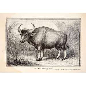  1910 Wood Engraving Indian Bison Gaur Theobald Hornaday 