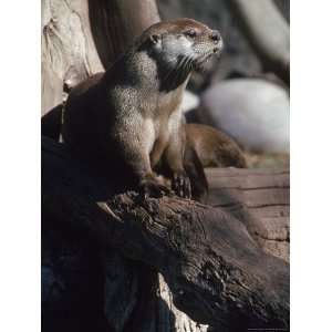 River Otter, Lutra Canadensis Photos To Go Collection Photographic 