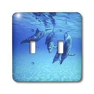 Florene Underwater Animals   Dolphins Underwater   Light Switch Covers 
