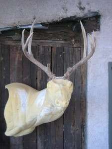 MULE DEER RACK antlers whitetail moose elk taxidermy mount sheds craft 