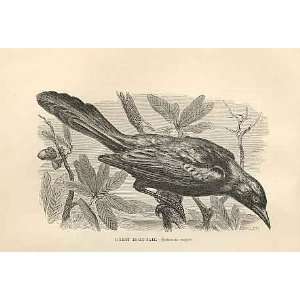  Green Boat Tail 1862 WoodS Natural History Birds