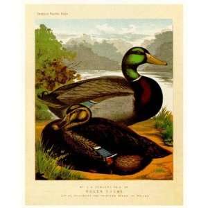 Rouen Ducks Poster Print