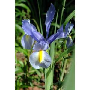  Silvery Beauty Dutch Iris 10 Bulbs   Great Cut Flower 