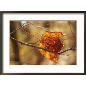  Autumn Hued Maple Leaf Clinging to a Twig National 