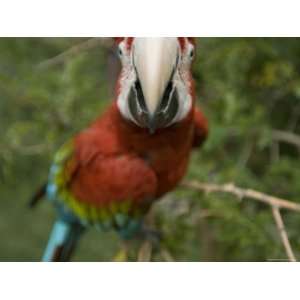  Scarlet Macaw, Sedgwick County Zoo, Kansas Photographic 