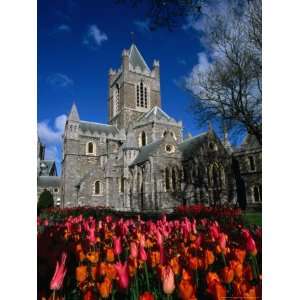 Church Cathedral Surrounded by Tulips in Bloom, Dublin, County Dublin 
