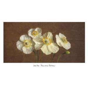  Janel Pahl Precious Poppies 39.00 x 22.50 Poster Print 