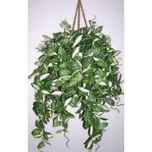  Cissus Plant Hanging Basket