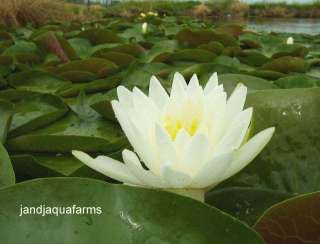 Odorata fragrant pure white hardy water lily koi pond plant aquatic 
