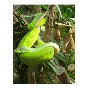  Liebermans PPBPVP0764 Green Mamba 8.00 x 10.00 Poster 