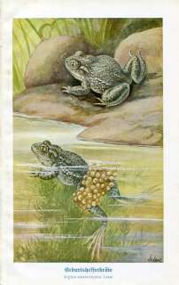 1900s FROG FROGS Antique Print Schroever  