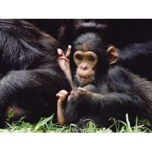  Chimpanzee (Pan Troglodytes) Mom and Baby, Gombe Stream 