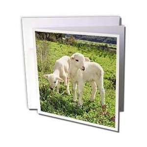 Lambs   Twin Lambs   animal, ewe, farmyard, flock, herd, lamb, lambs 
