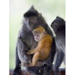 Silver Leaf Langur Monkey, Labuk Bay Proboscis Monkey Sanctuary, Sabah 