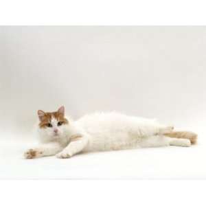 Domestic Cat, Auburn / White Turkish Van Female Premium Poster Print 
