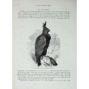  CassellS Birds 1870 Bird Prey Tufted Eagle Occipitalis 