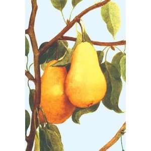  Bartlett Pears   Poster (12x18)