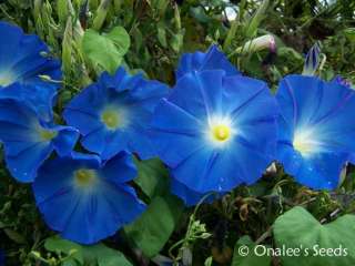 36+ Heavenly Blue Morning Glory SEEDS Ipomoea Tricolor  