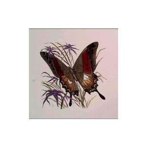  Papilio Palinurus Butterfly Poster Print