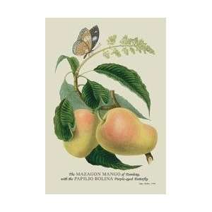   The Mazagon Mango and the Papilio Bolina 24x36 Giclee