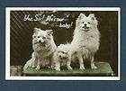 b4919 real photo postcard pomeranian dog family  