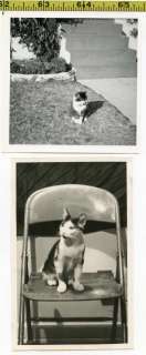 19) Vintage CAT photo lot 1930 75 Pet Cats & Kitten   Kitty   Old 