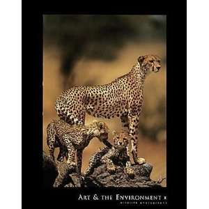  African Cheetah    Print