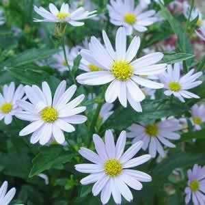  False Aster   Blue Star   #1 Container Patio, Lawn 