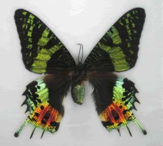 90 mm.Chrysiridia Madagascariensis Butterfly Taxidermy  