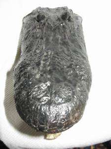 16 Gator Alligator Head Taxidermy Head  