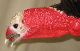   LIFE SIZE TURKEY REAL STUFFED ON BRANCH WALL MOUNT TAXIDERMIED HUNTING