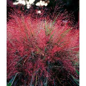  Eragrostis, Purple Love Grass 1 Plant Patio, Lawn 