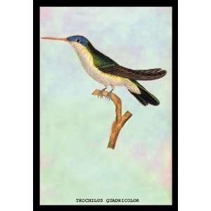  Hummingbird Trochilus Quadricolor 20X30 Canvas Giclee 