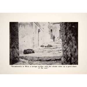  1912 Print Mola Shoats Pigs Deserted Village Sicily Italy 