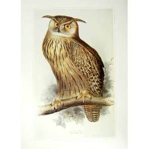   Colour Bird Art C1980 Eagle Owl Bubo Maximus Sibbald