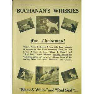  BuchananS Whisky Dogs Advert Scotch Black White 1911 